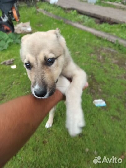 Западно сибирская лайка