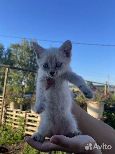 Кошки в добрые руки