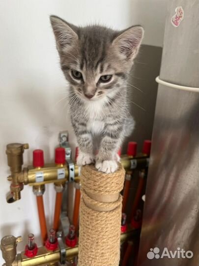 Отдам котят в добрые руки бесплатно