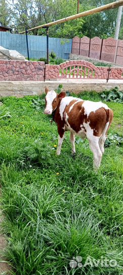 Продаю тёлочку