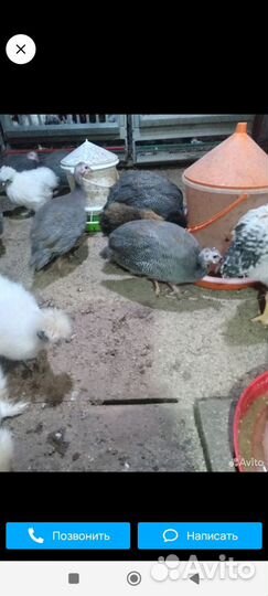 Продам цесарок