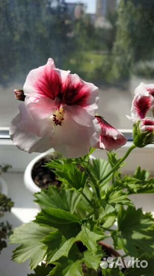 Королевская пеларгония