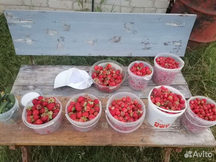 Саженцы, укоренённые усики клубники Фестивальная