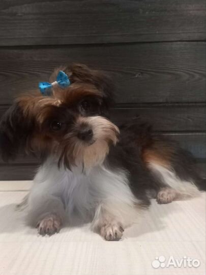 Мини девочка