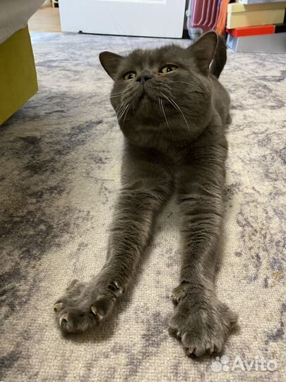 Британская