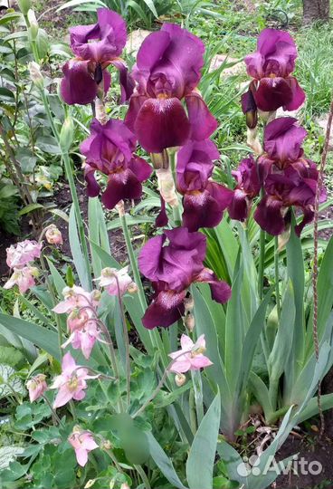 Ирисы