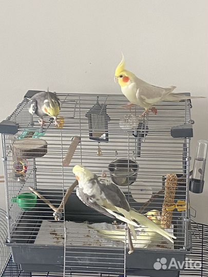 Передержка попугаев