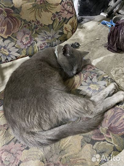 Отдам в добрые руки