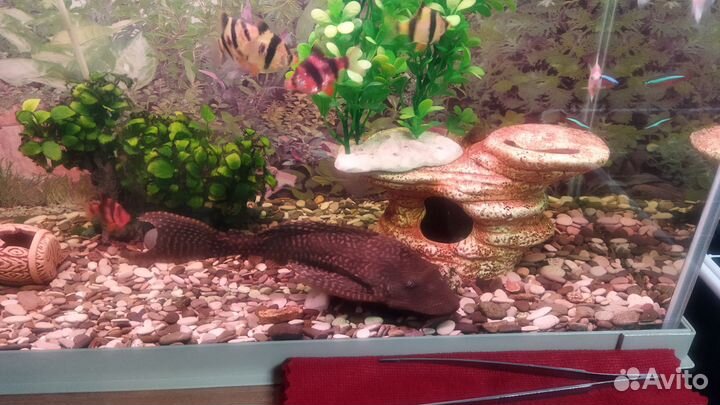 Птеригоплихт парчовый