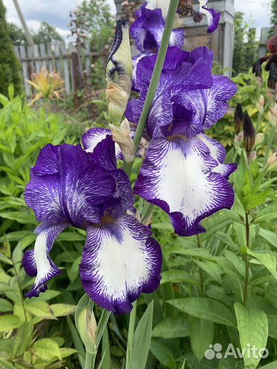 Ирис бородатый