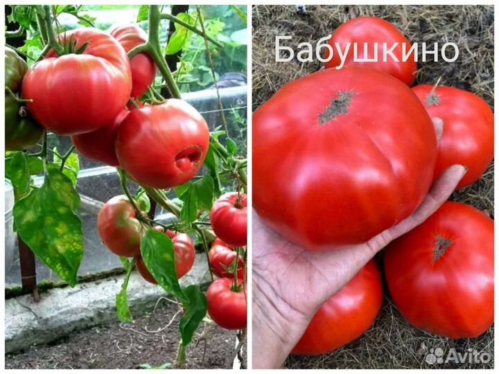 Рассада томатов