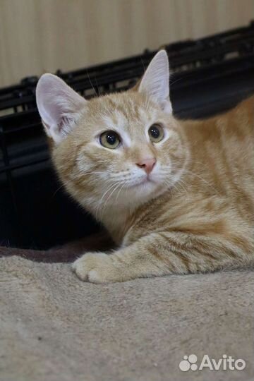 Счастливчик в добрые руки