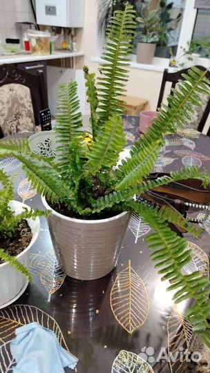 Филодендрон