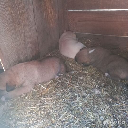 Отдам в добрые руки щенка лайки