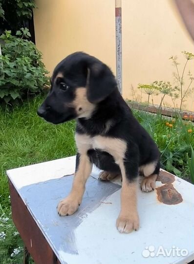 Щенки отдам в добрые руки