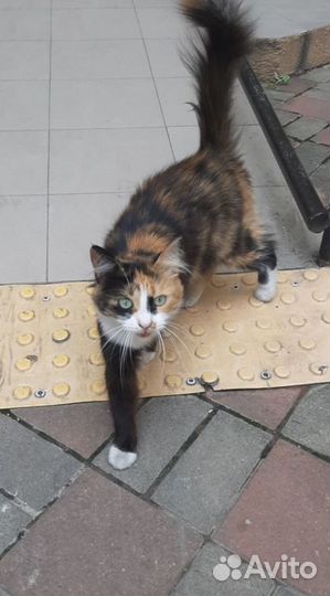 Кошки бесплатно