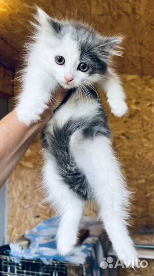 Пушистые котятки