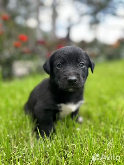 Щенок в добрые руки бесплатно