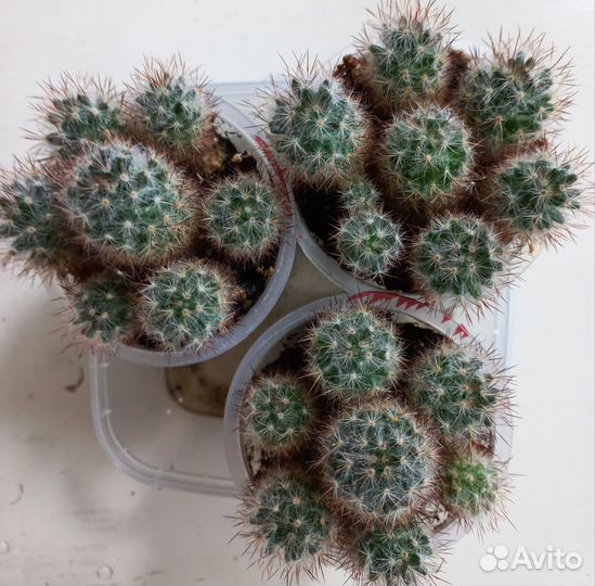 Кактусы и сакуленты