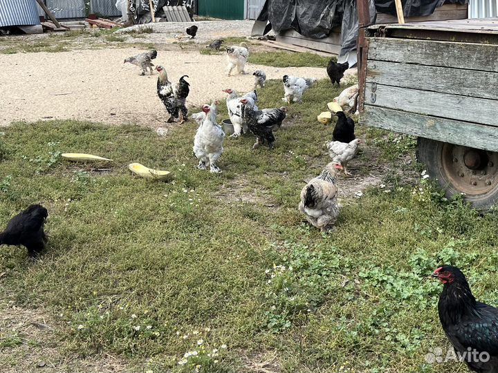 Куры и петухи