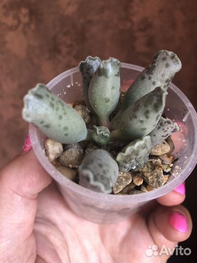 Суккулент адромискус утончённый