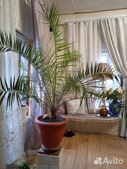 Финиковая пальма