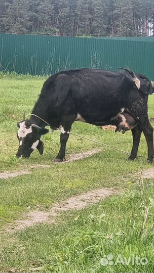 Корова дойная