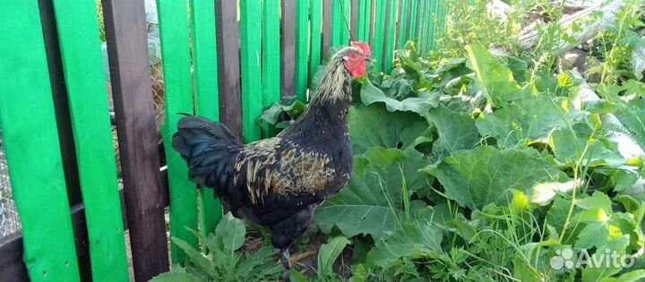 Петушки Брама