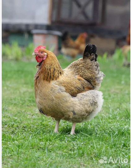 Суточные несушки