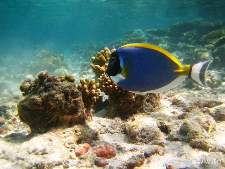 Дайвинг Сочи