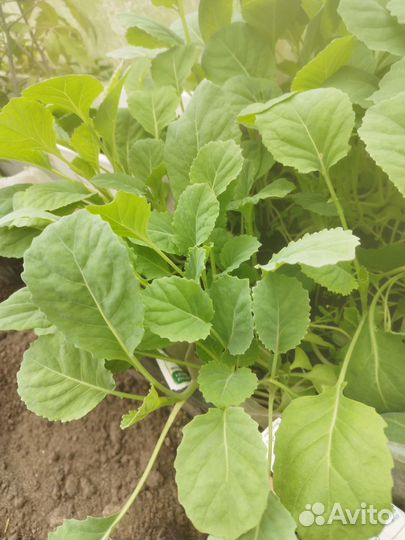 Капуста, огурцы, базилик