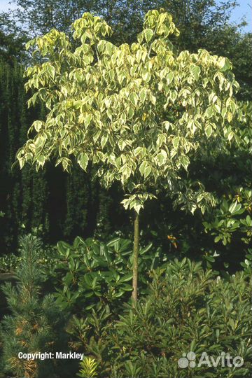 Клён фламинго