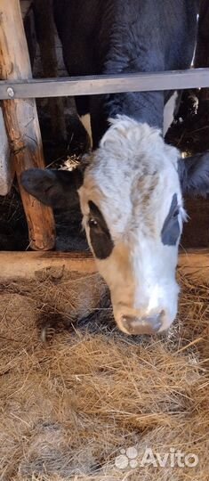 Быки на племя