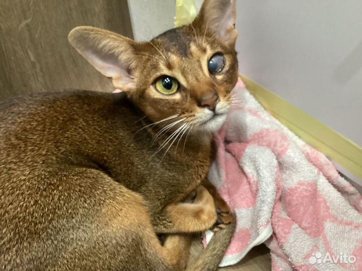 Рисую домашних животных по фото