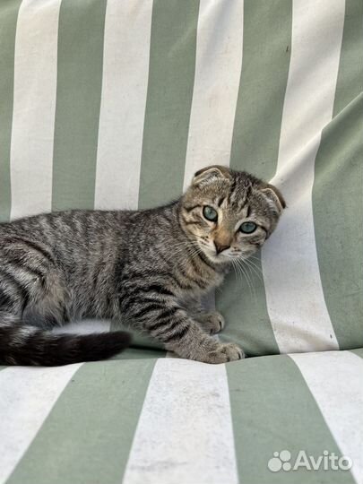 Вислоухий котенок