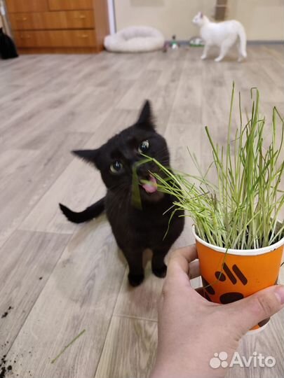 Кошка ищет дом