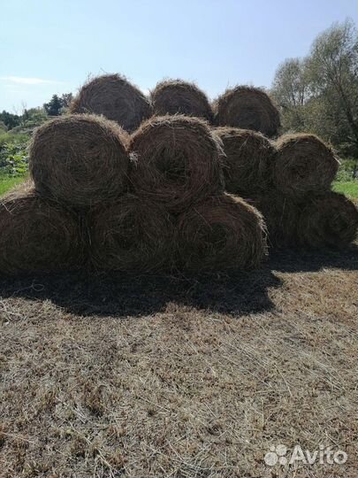 Сено в рулонах