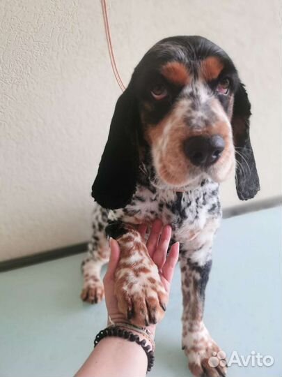 Груминг стрижка собак и кошек