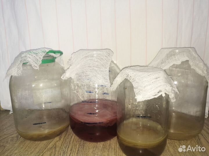 Чайный Гриб комбуча в банках