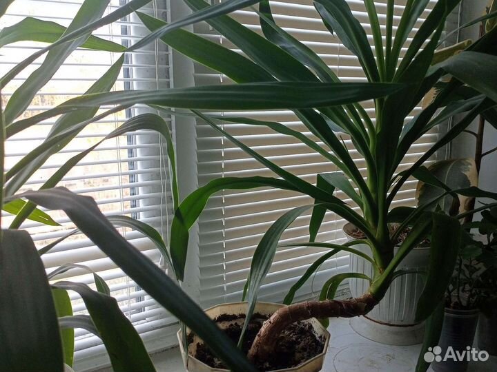 Пальма юкка