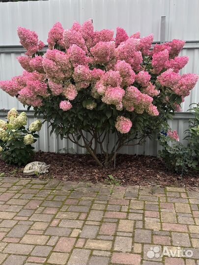 Гортензия метельчатая Ванила фрайз