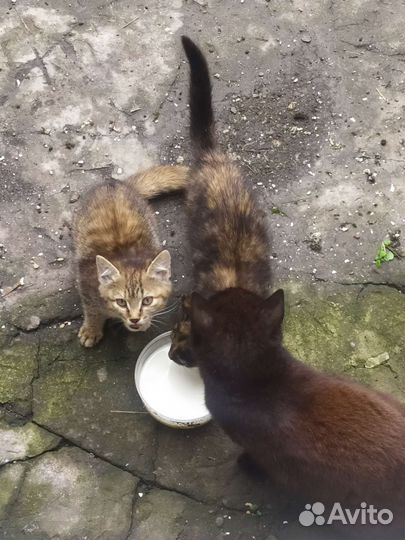 Котята в добрые руки