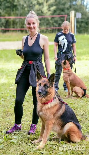 Кинолог. Дрессировка собак