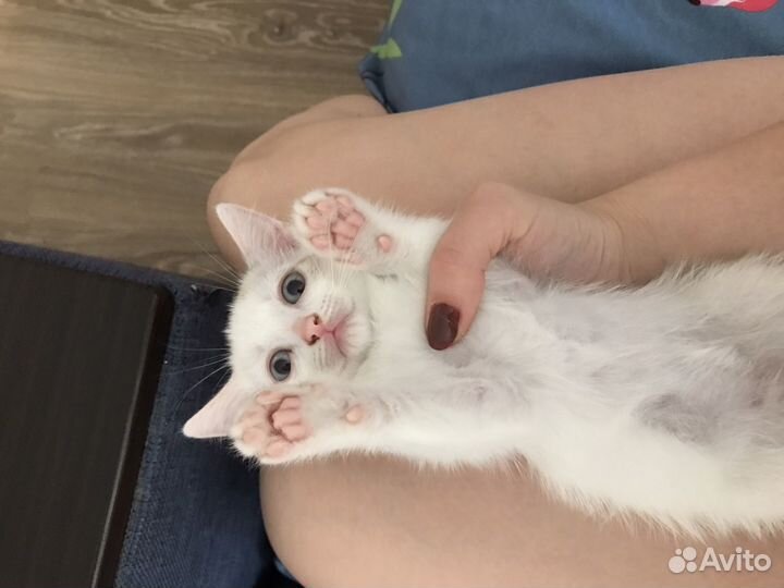 Котята