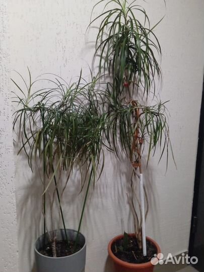 Комнатные домашние растения