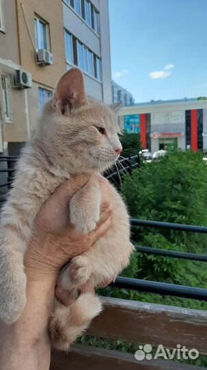 Отдам в хорошую семью котенка