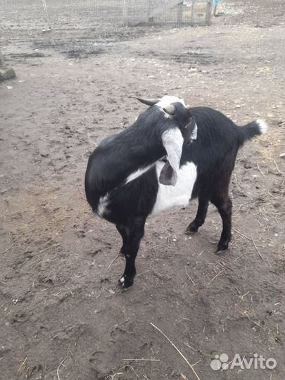 Нуйбийские козы