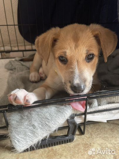 Щенки бесплатно