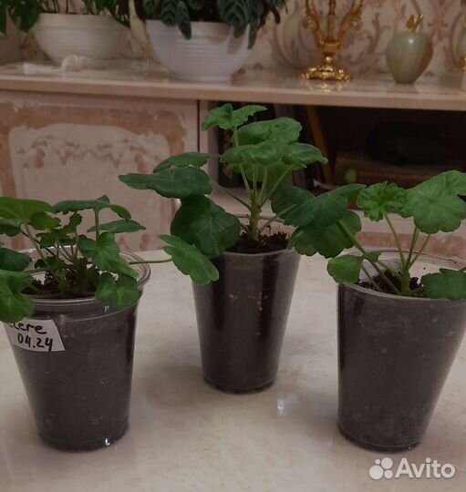 Пеларгония Claire сортовая герань