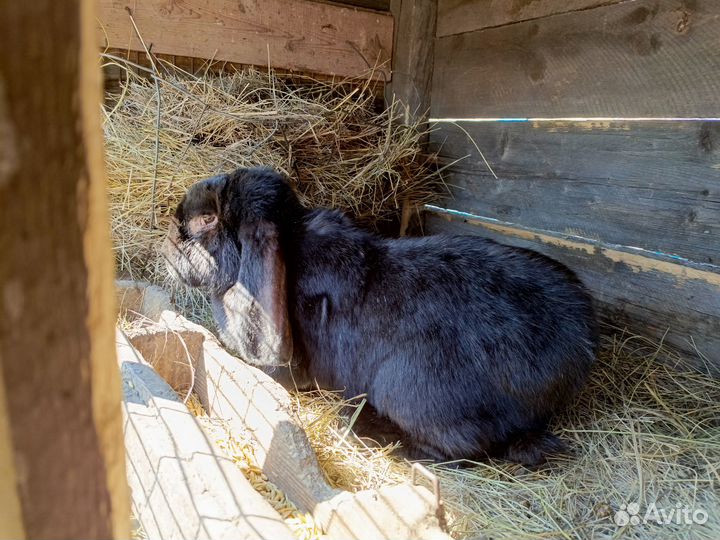 Кролики мясных пород